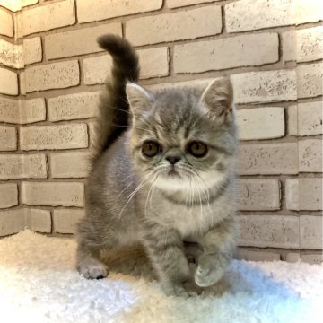 エキゾチックショートヘア【大阪府・男の子・2025年1月2日・ブルータビー&ホワイト】の写真「人懐っこくて可愛い男の子🌟」