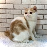 エキゾチックショートヘア