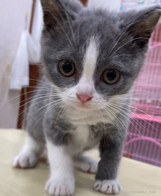 ID:2201-01547の子猫