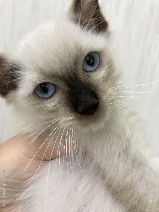 ID:2108-02139の子猫