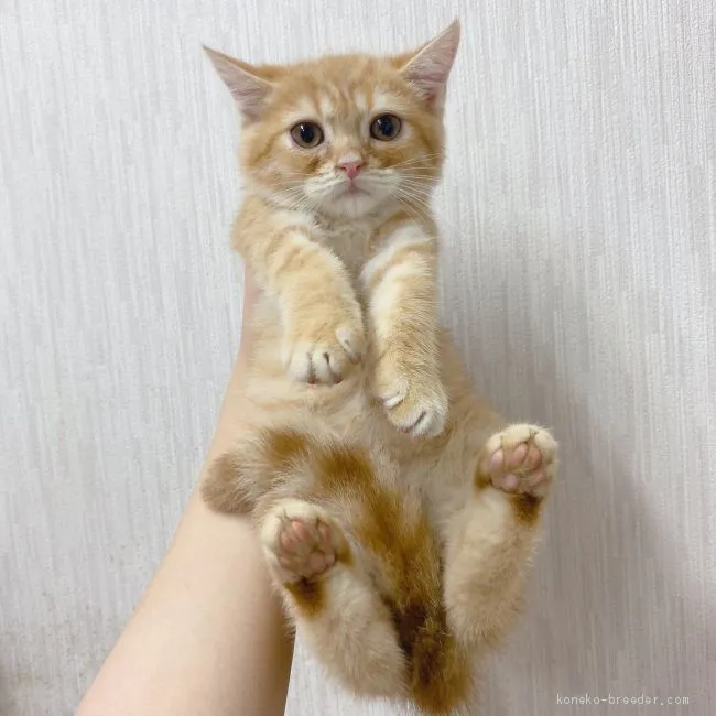 ID:2007-01459の子猫