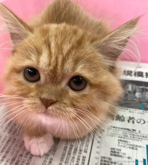 ID:2107-02315の子猫