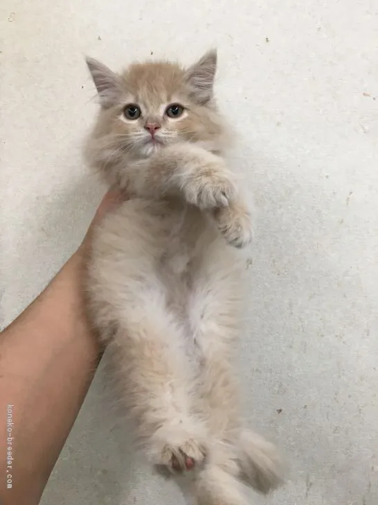 ID:2012-01603の子猫