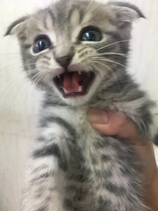 ID:2105-01295の子猫