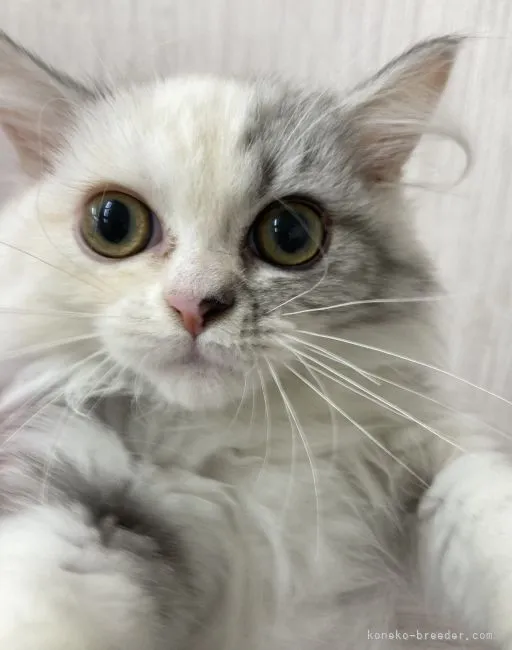 ID:2107-02752の子猫