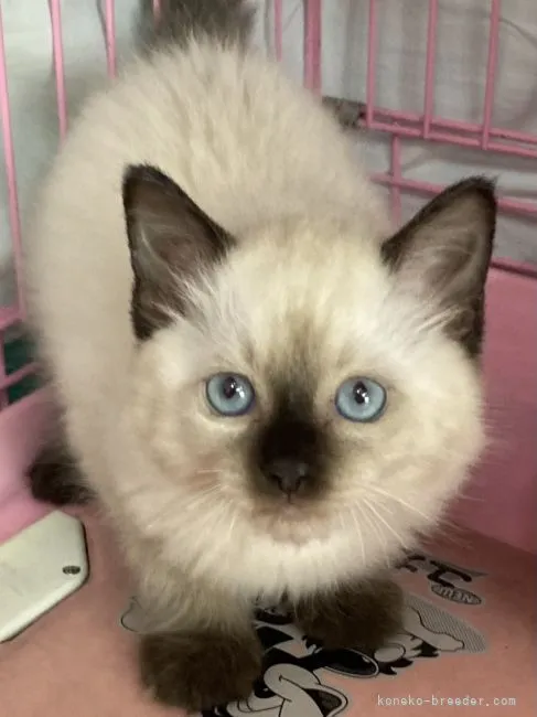 ID:2111-00951の子猫