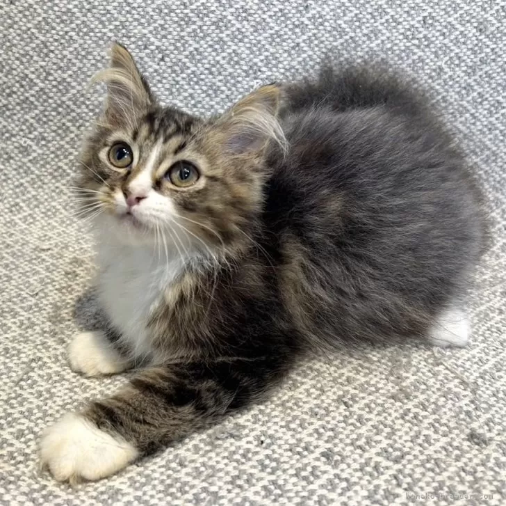 ID：2408-02390の子猫