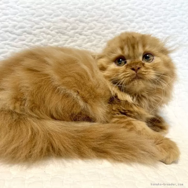 ID:2410-00553の子猫