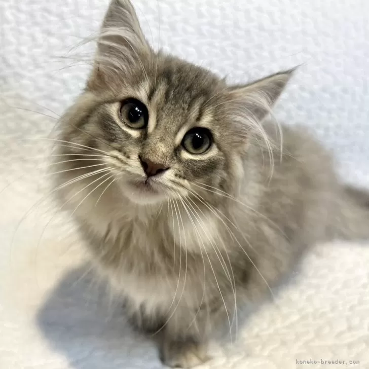 ID:2410-02921の子猫