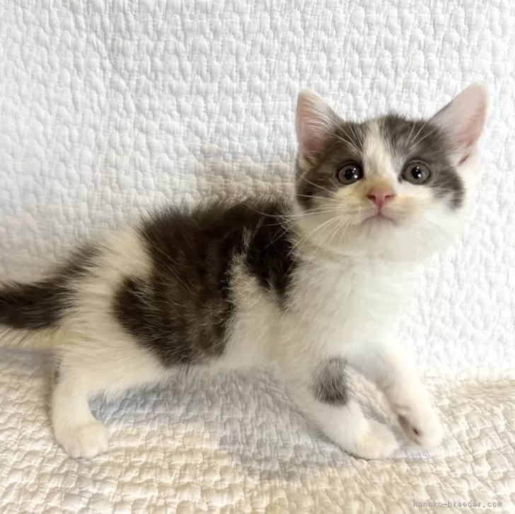 ID:2408-01370の子猫