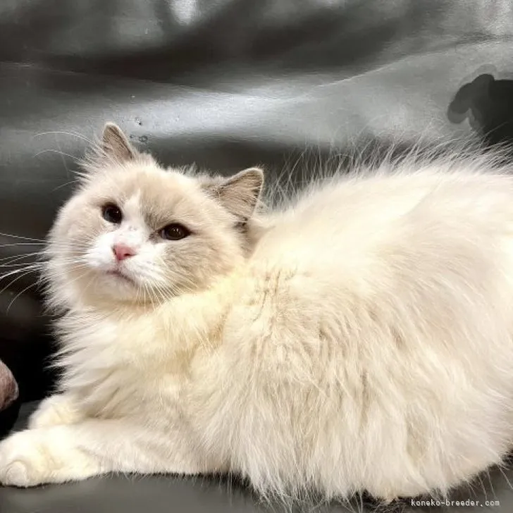 ID:2306-00703の子猫