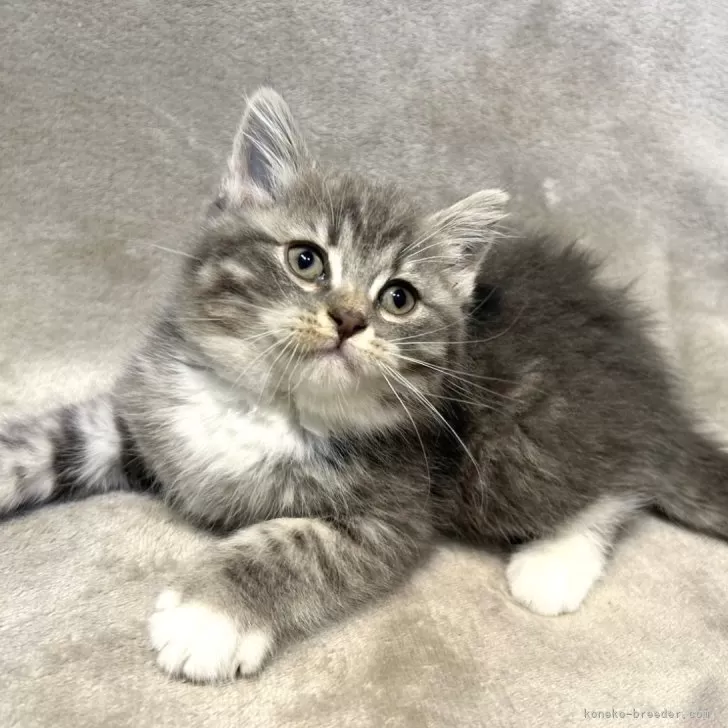 ID:2501-00145の子猫