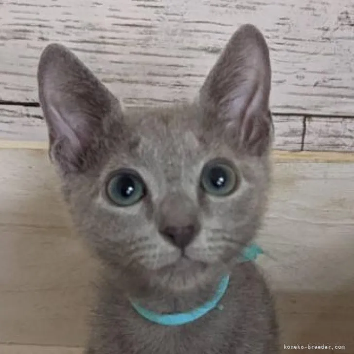 ID:2207-02840の子猫