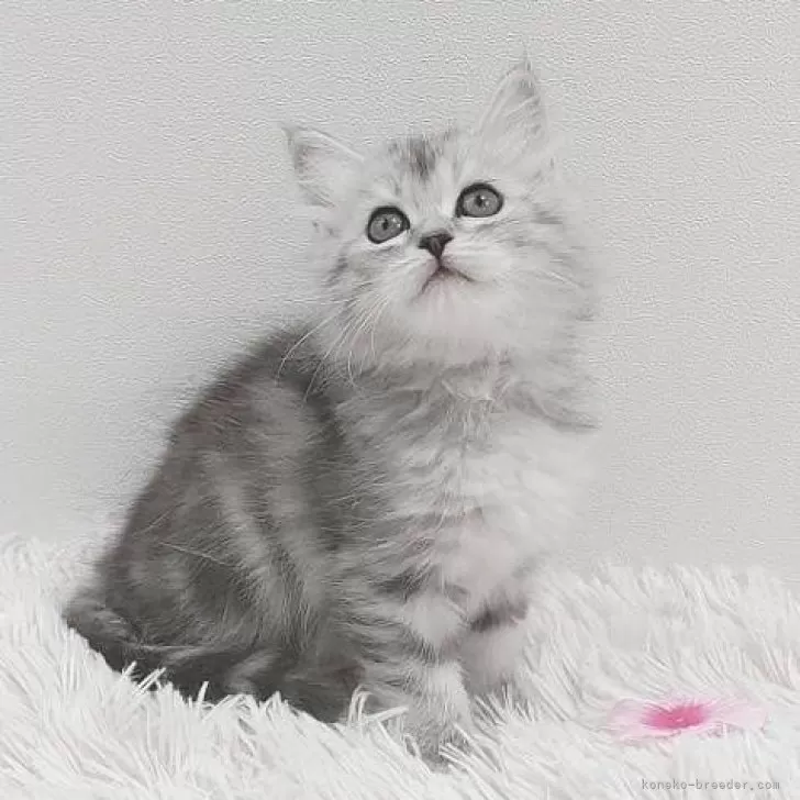 ID:2404-03393の子猫