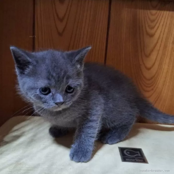 ID:2401-01386の子猫
