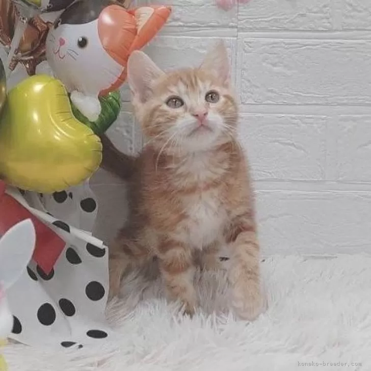 ID:2404-00174の子猫