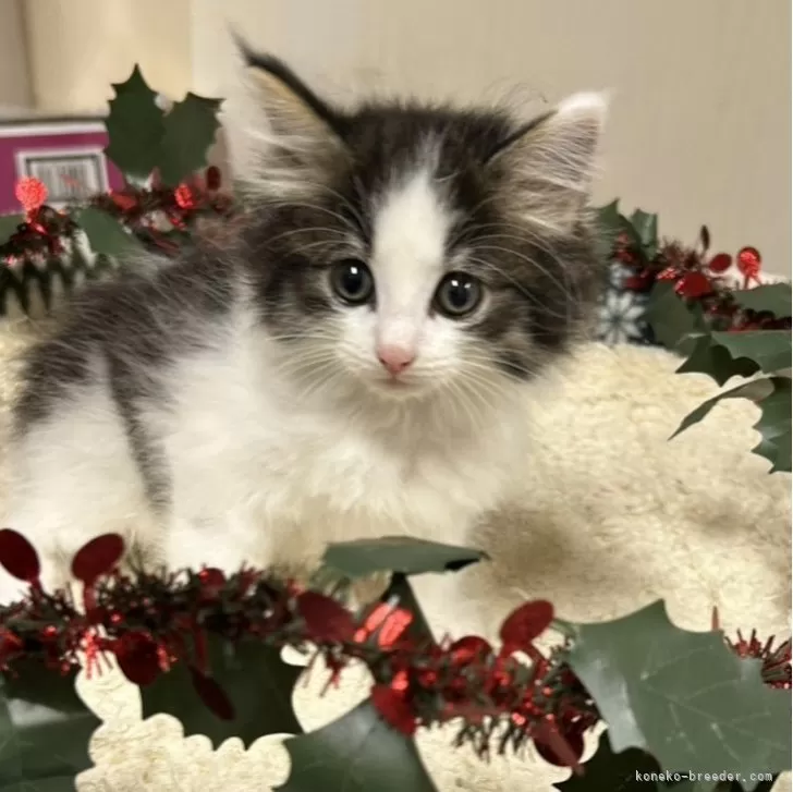 ID:2412-00530の子猫