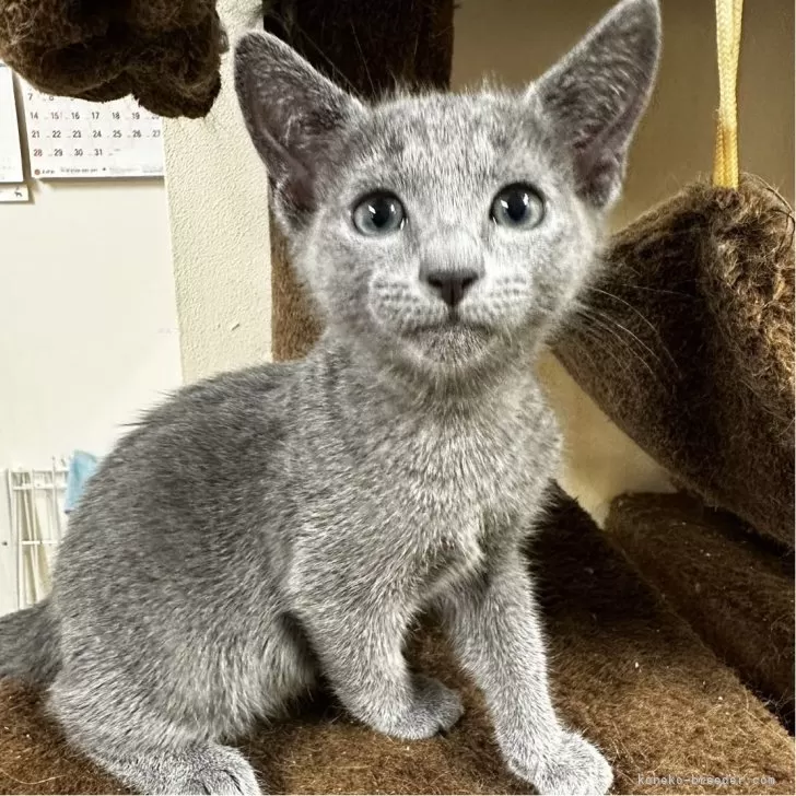 ID:2407-01614の子猫