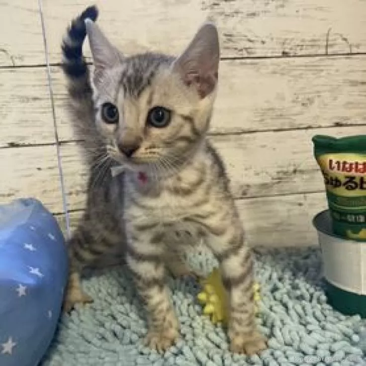 ID:2504-00231の子猫