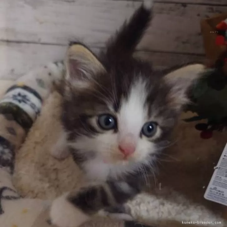 にゃんたさん 様のお迎えした子猫