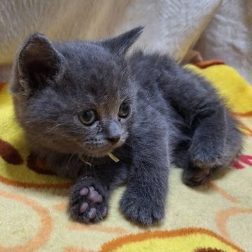 ブリティッシュショートヘア【北海道・男の子・2024年11月12日・ブルー】の写真「日々毎日成長中」