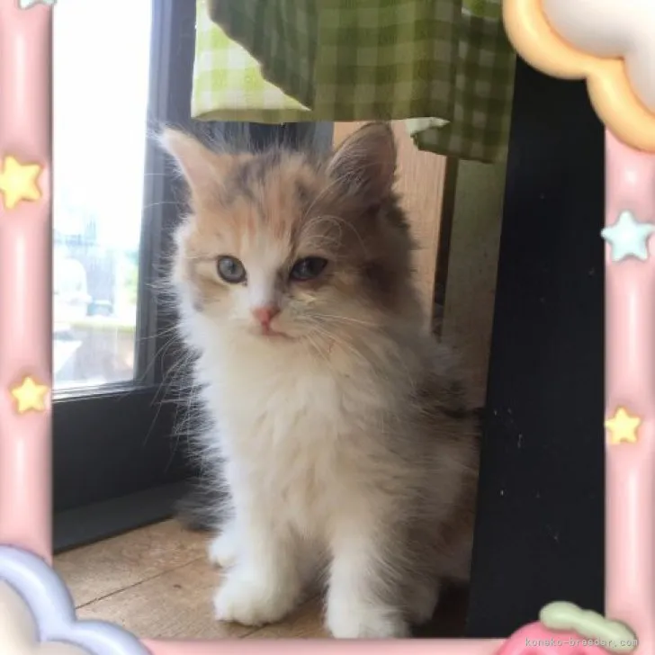 ID:2309-02961の子猫
