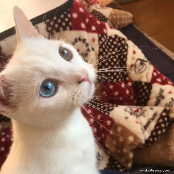 ID:2211-00045の子猫