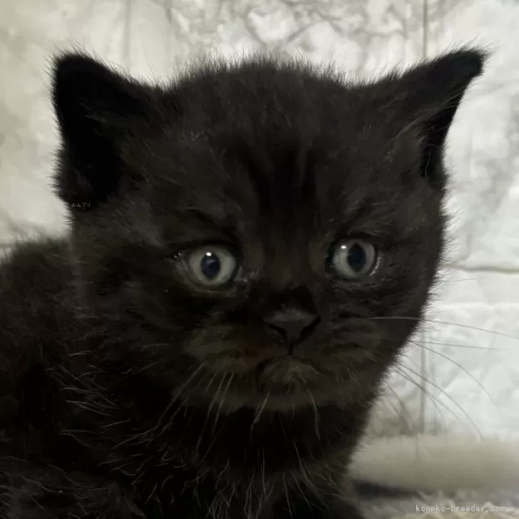 ID:2410-02048の子猫