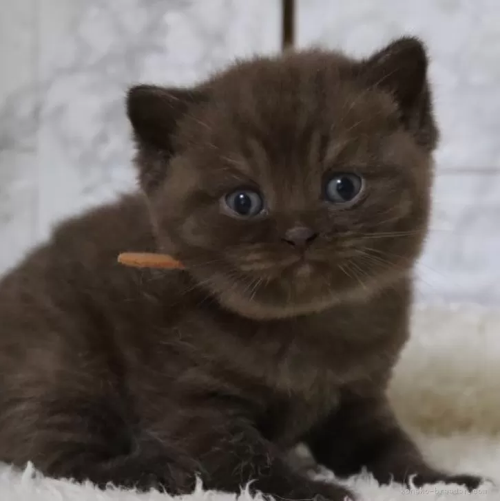 ID:2410-02232の子猫