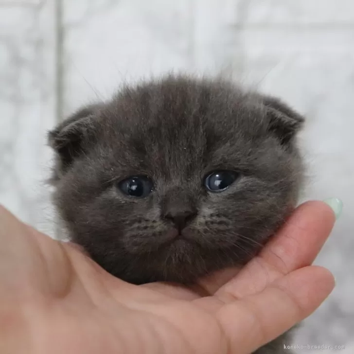 ID:2406-00289の子猫