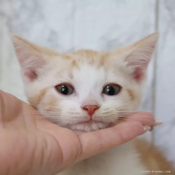 ID:2502-02249の子猫