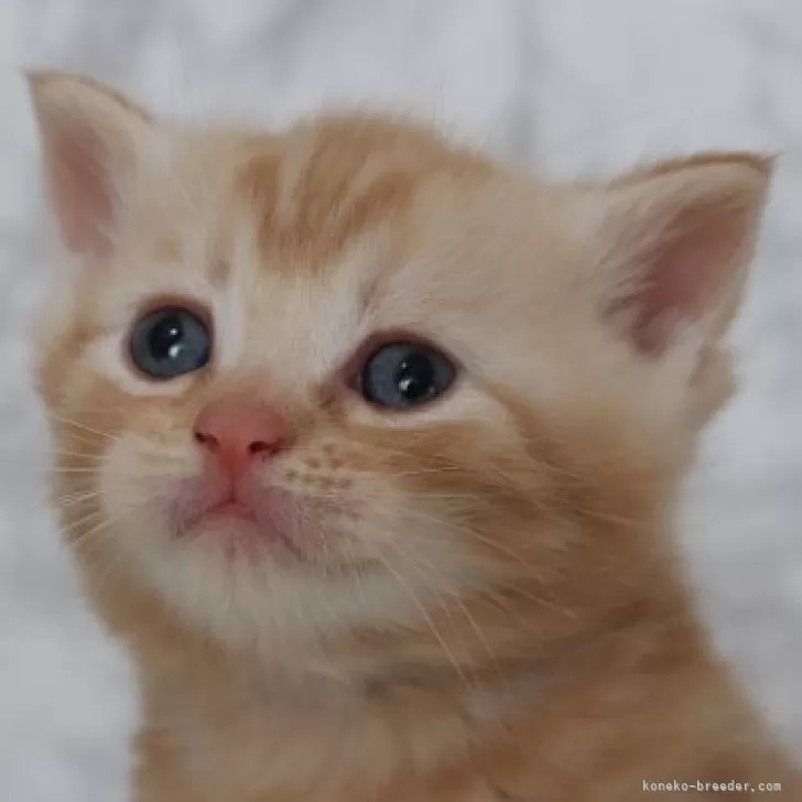 ID:2502-02247の子猫