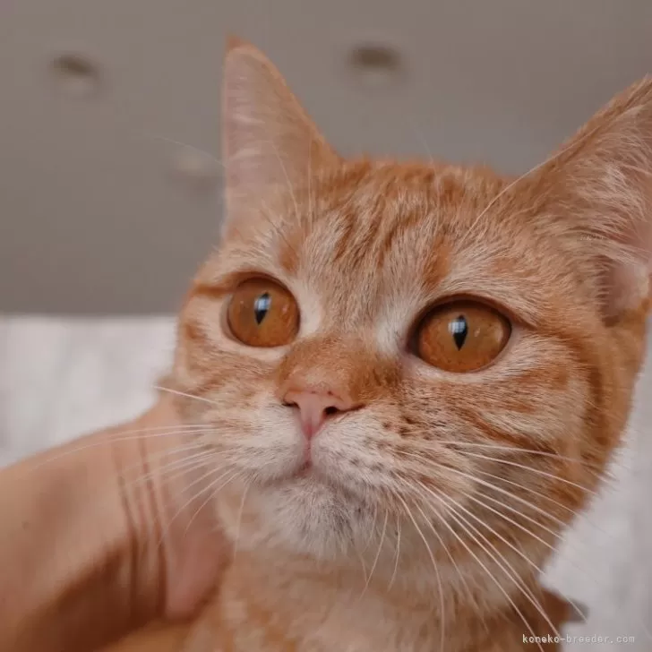 ID:2405-02623の子猫