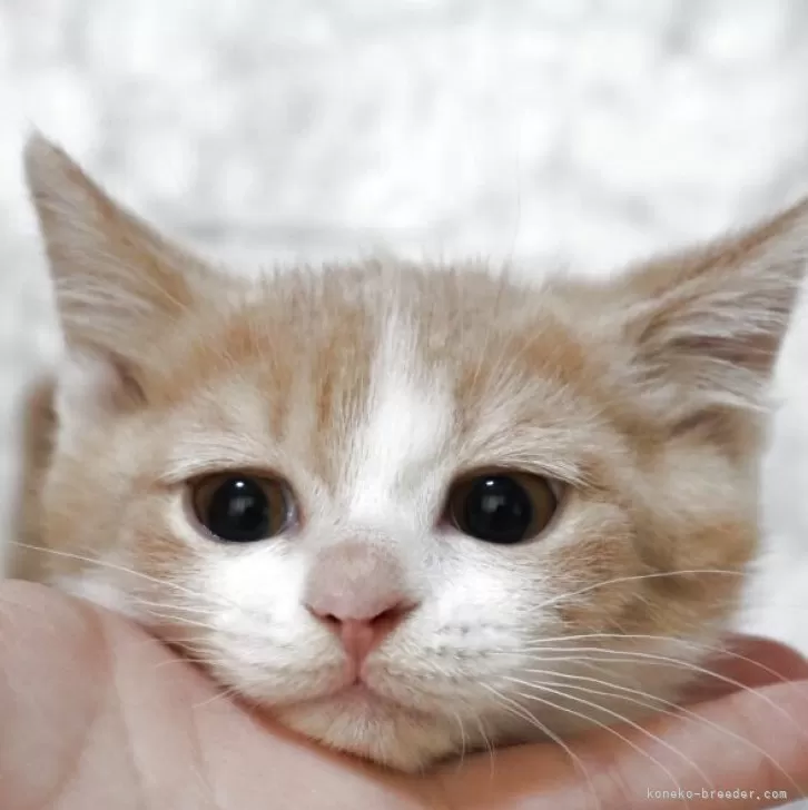 ID:2503-02381の子猫