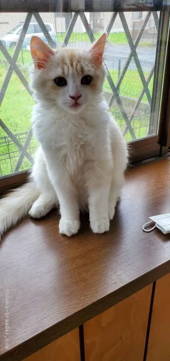 ID:2006-01365の子猫