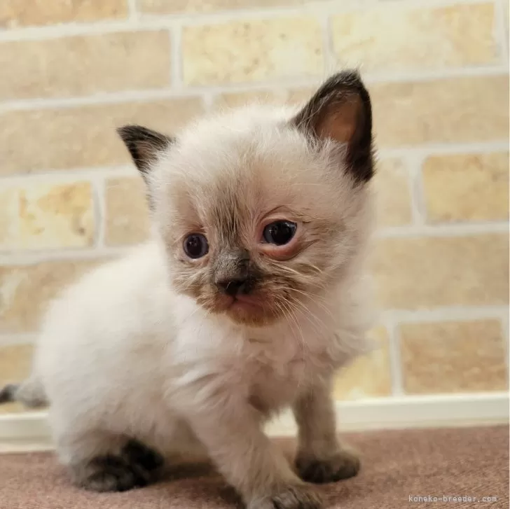 ID:2402-02450の子猫