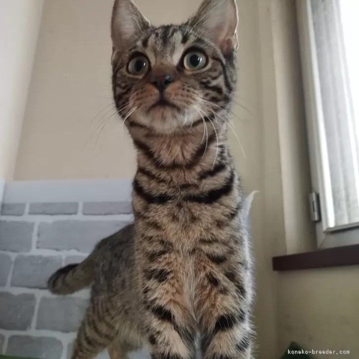 ID:2407-02790の子猫
