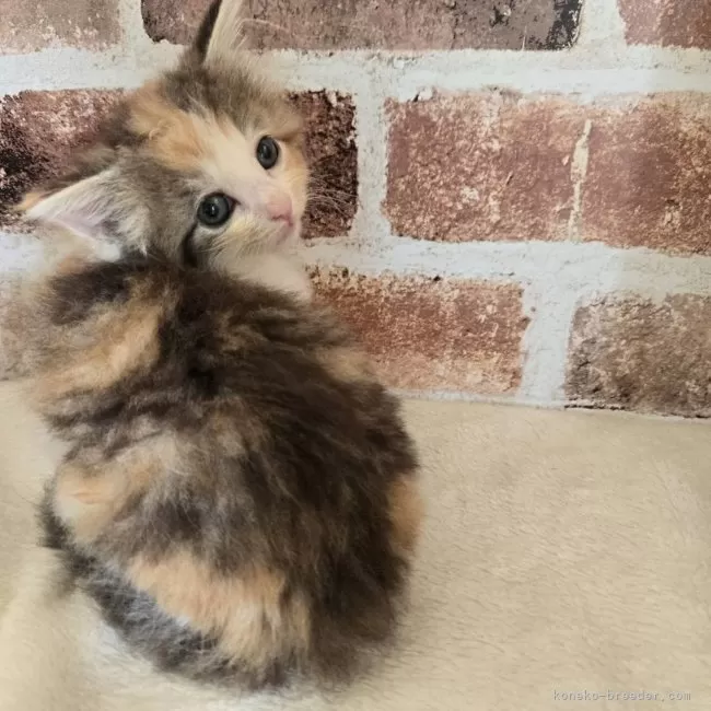 ID:2406-03602の子猫