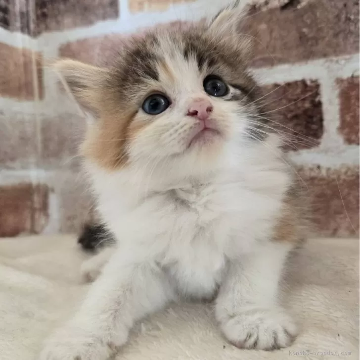 ID:2406-02914の子猫