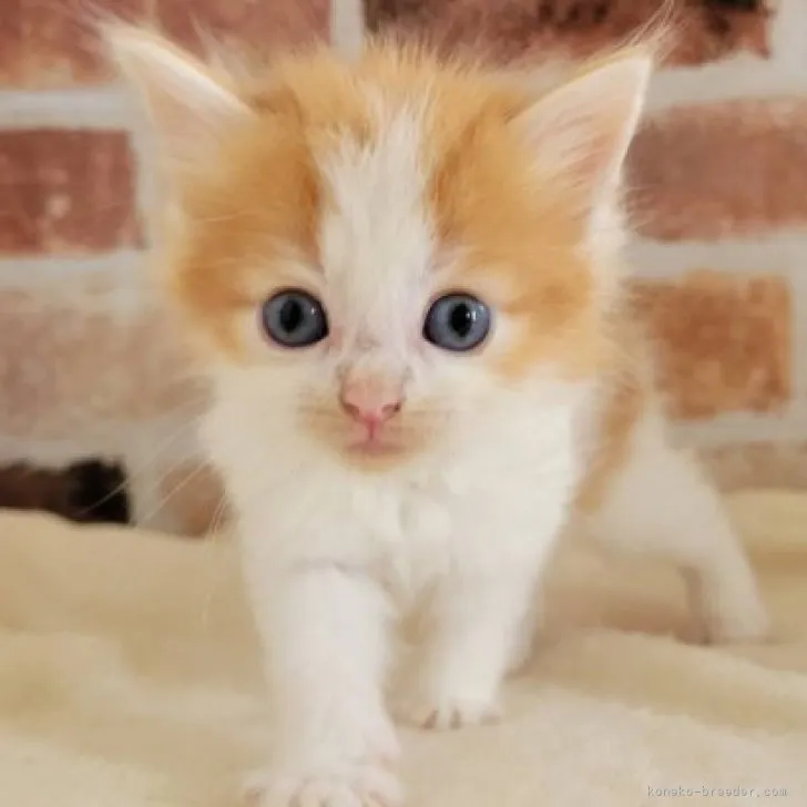 ID:2305-03309の子猫