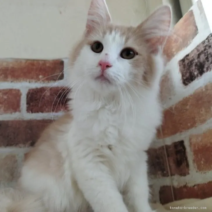 ID:2305-01595の子猫