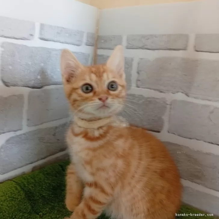 ID:2502-00465の子猫