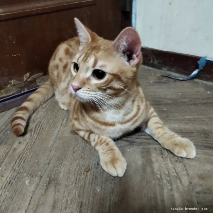 ID:2407-02791の子猫