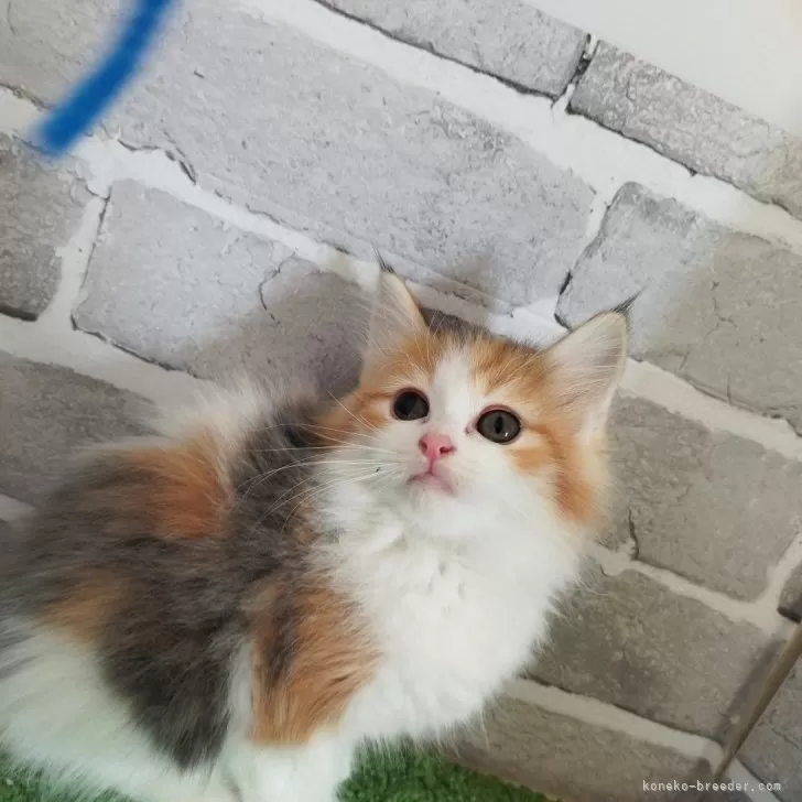 ID：2501-01205の子猫