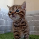 ベンガル