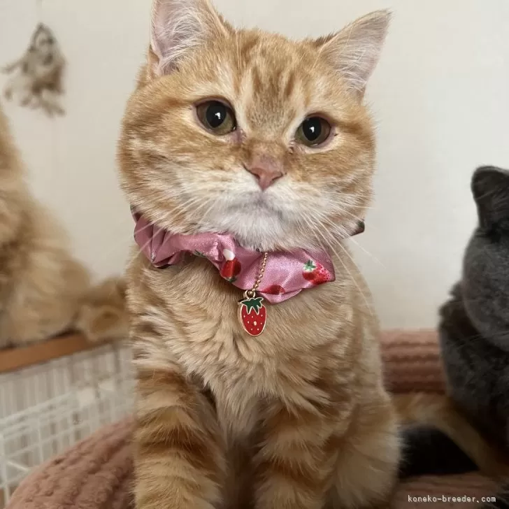 ID:2309-00965の子猫