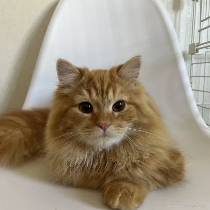 ID:2309-00961の子猫