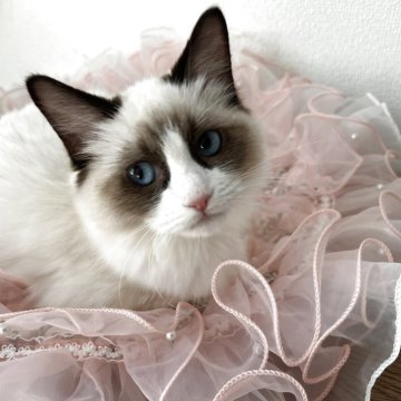 ラグドール【埼玉県・女の子・2025年5月8日・シールポイントバイカラー(ロング)】の写真「happy Halloween🎃」