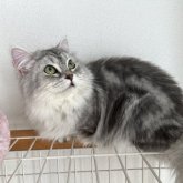 マンチカン