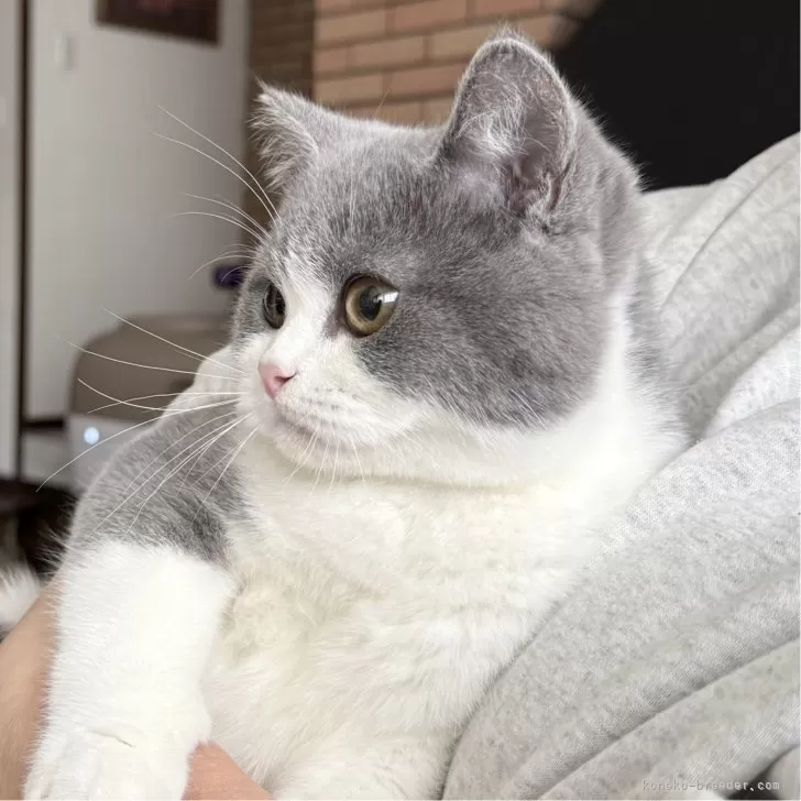 T.K 様のお迎えした子猫